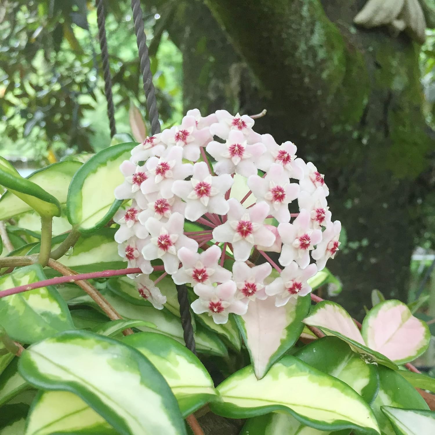 Hoya Carnosa Seeds | Wax Plant Seeds| Fragrant Perennial | Indoor Containers & Trellis