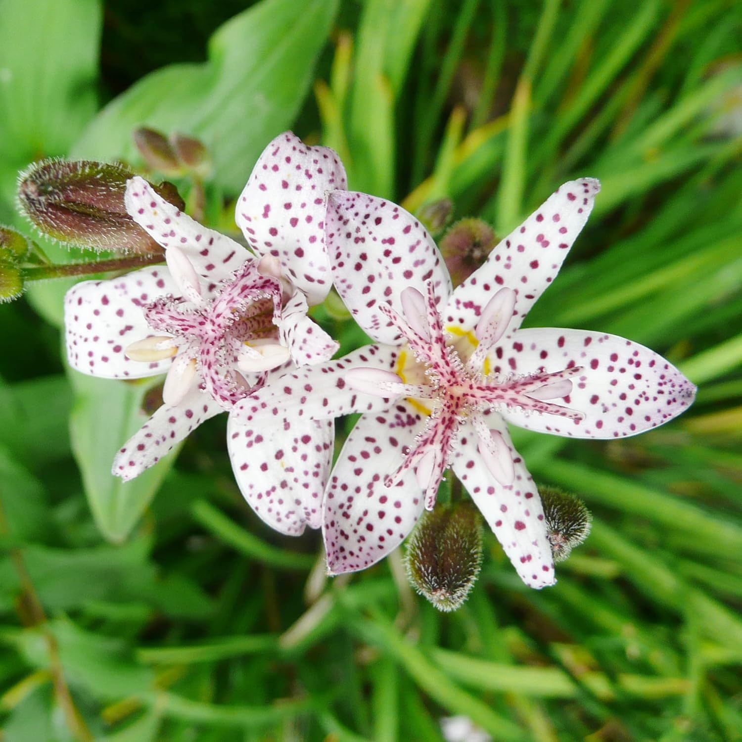 Graines de lys crapaud japonais | Fleurs voyantes vivaces résistantes aux cerfs | Sans OGM, peu d'entretien | Patio, en pot, étangs, ruisseaux, extérieur | 30 graines de fleurs