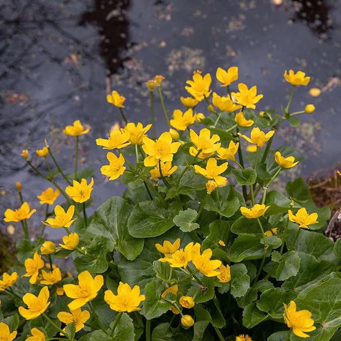 Sumpf-Ringelblumensamen (Caltha Palustris), mehrjährige Blütenpflanze für Teiche und Bäche, zieht Bestäuber an, 200 Stück