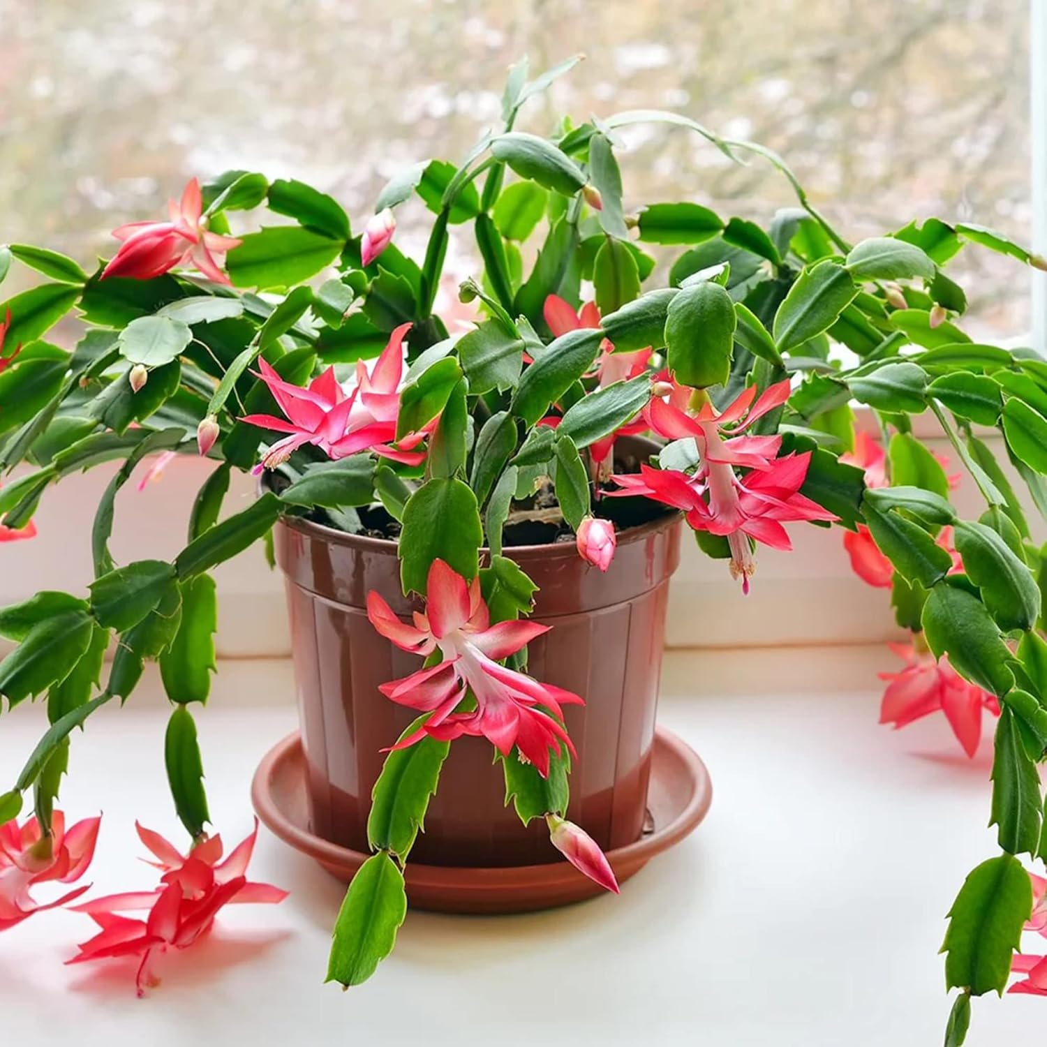 Zygocactus Seeds Crab Cactus, Christmas Cactus Ornamental Garden Decor Pots Hanging Baskets Indoor Outdoor Houseplant 50Pcs Flower Seeds