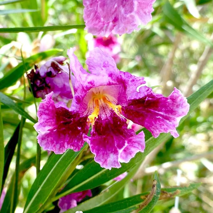 Garden Desert Willow Shrub Seeds (Chilopsis Linearis) - Non-GMO, Drought-Tolerant, Easy to Maintain, Fast-Growing - 30 Pcs