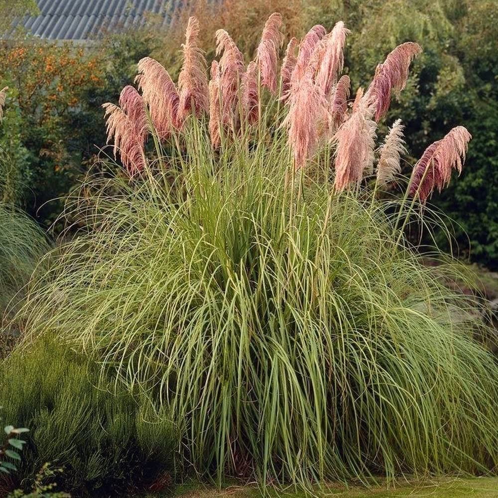 Pink Pampas Grass Seeds - Organic Non-GMO Ornamental Tall Feathery Blooms for Lawn & Garden - 100 Pcs