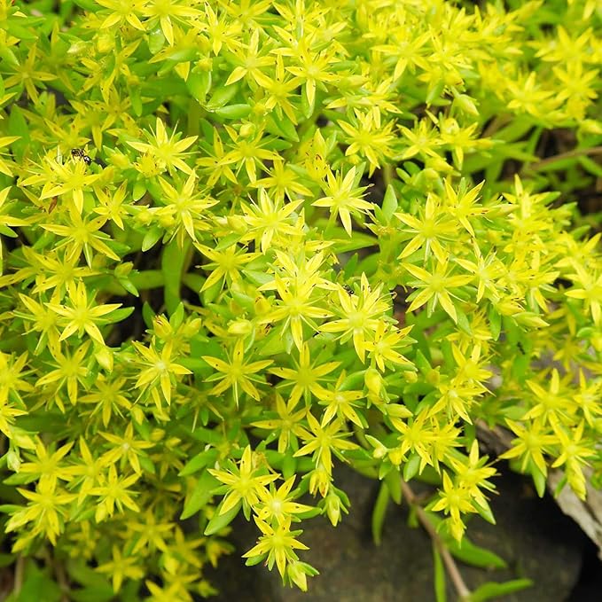 Graines de plantes succulentes Sedum Sarmentosum à planter - Croissance rapide, facile à entretenir, résistantes à la sécheresse, faible entretien (20 pièces)