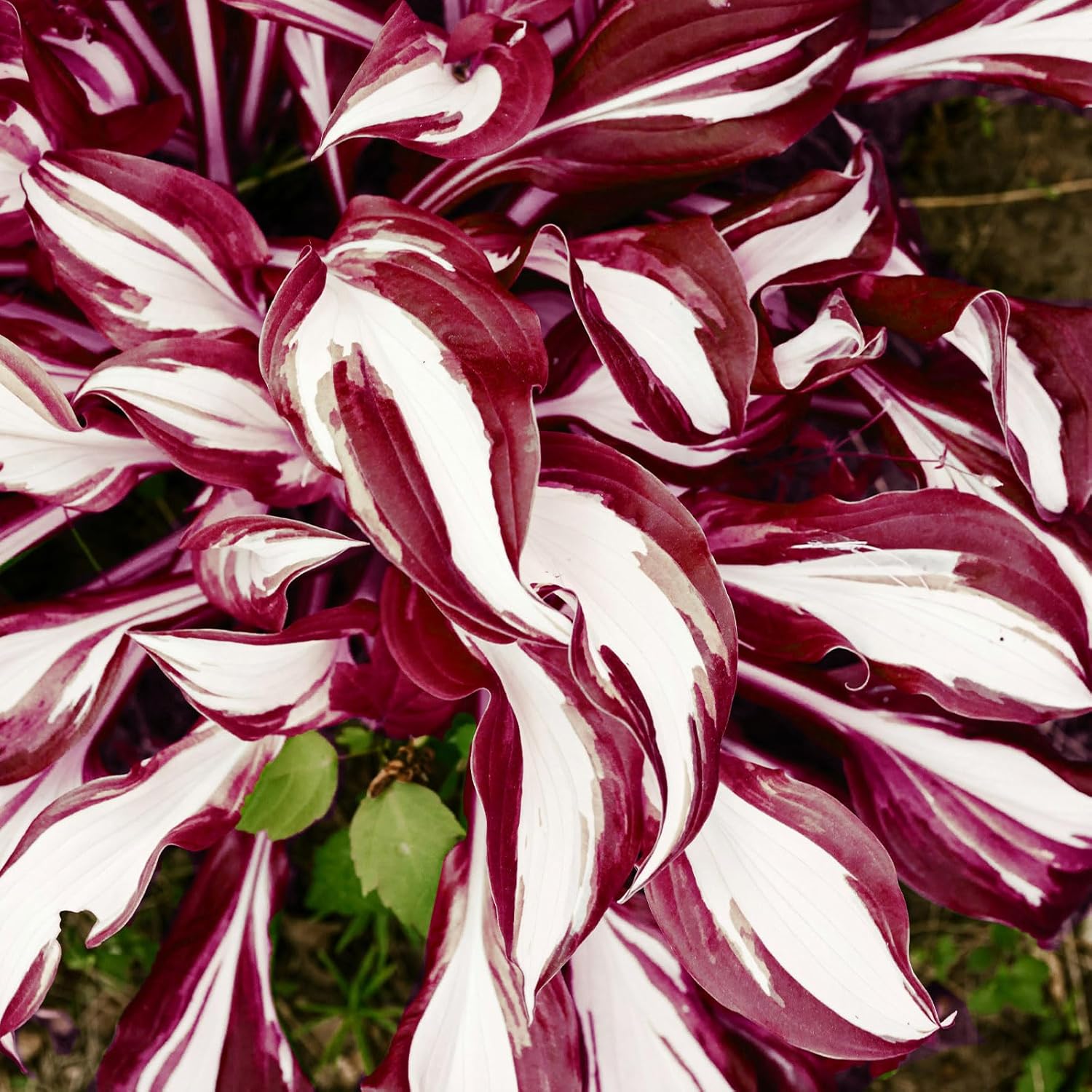 Red & White Hosta Seeds – Shade-Loving Perennial with Wavy Red Edges & White Inner Leaves, Perfect for Elegant Garden Borders, Hardy in Zones 3-9