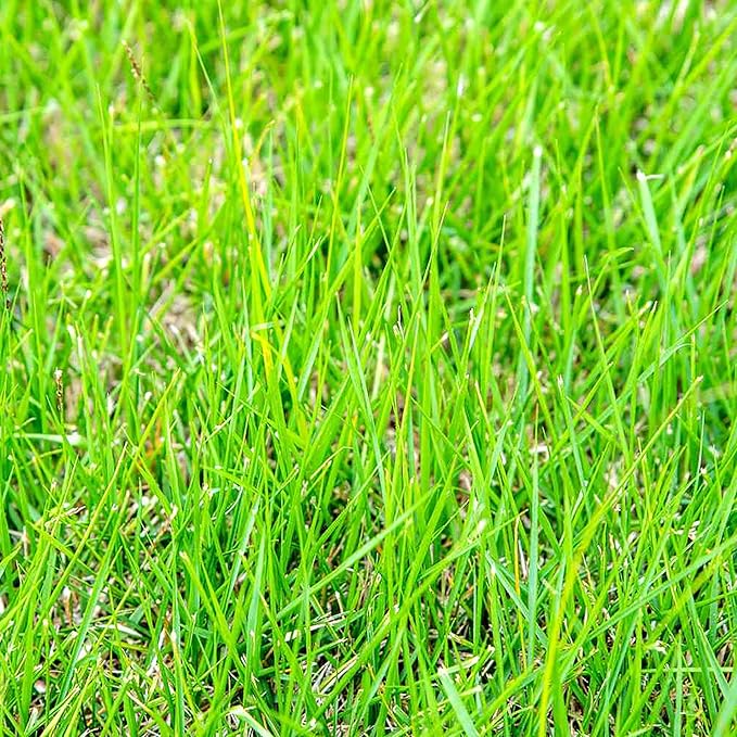 Zoysia-Grassamen für Rasen, Golfplätze und Landschaftsgestaltung – 1/8 Pfund