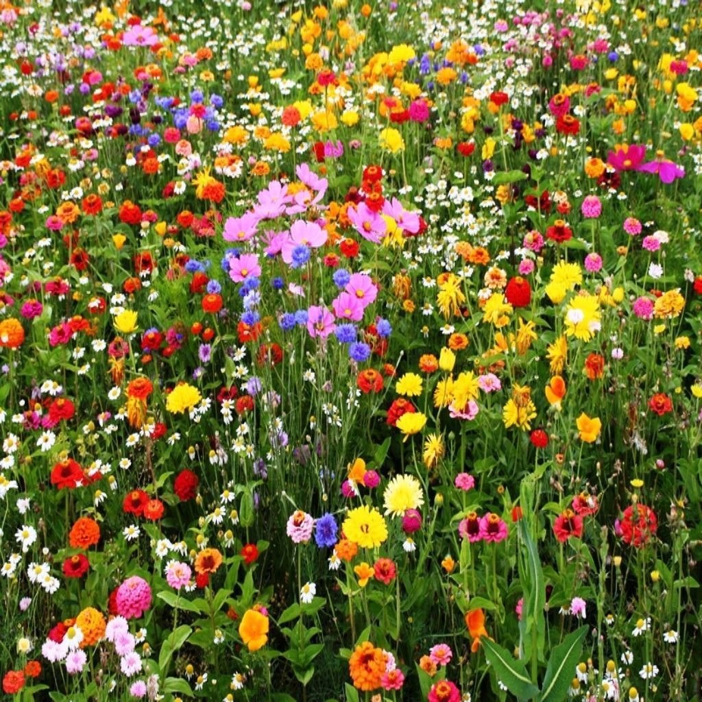 Harmonious Haven Flower Seeds For Planting: Hedgerow Wildflower Mix - Cultivate Serenity with a Diverse Garden of Native Blooms