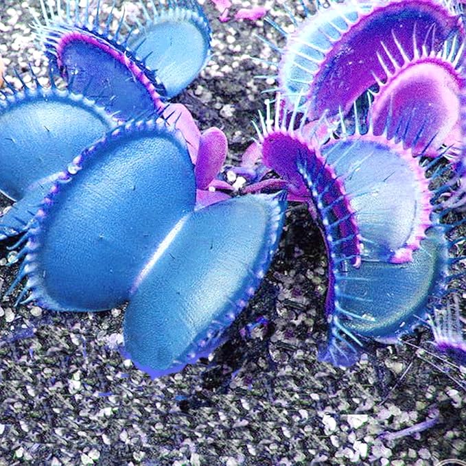 Blaue Venusfliegenfalle Samen - Dionaea Muscipula, hitzebeständig, gentechnikfrei, für den Teich im Topf, 20 Stück