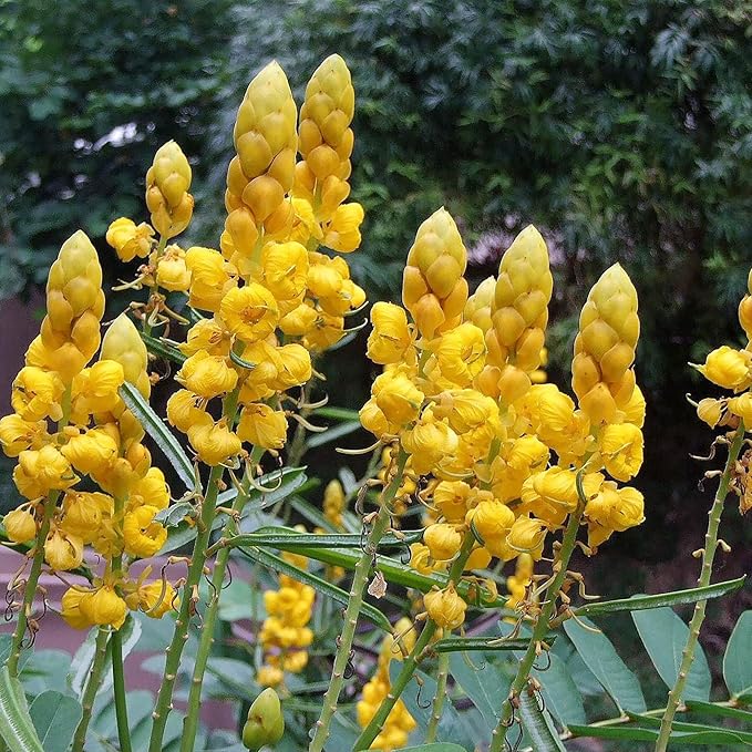 Graines de Cassia Alata - Arbuste exotique à feuilles persistantes Senna Alata, vivace, résistant aux cerfs, ornemental, attirant les abeilles, bordure de jardin de rocaille - 20 pièces