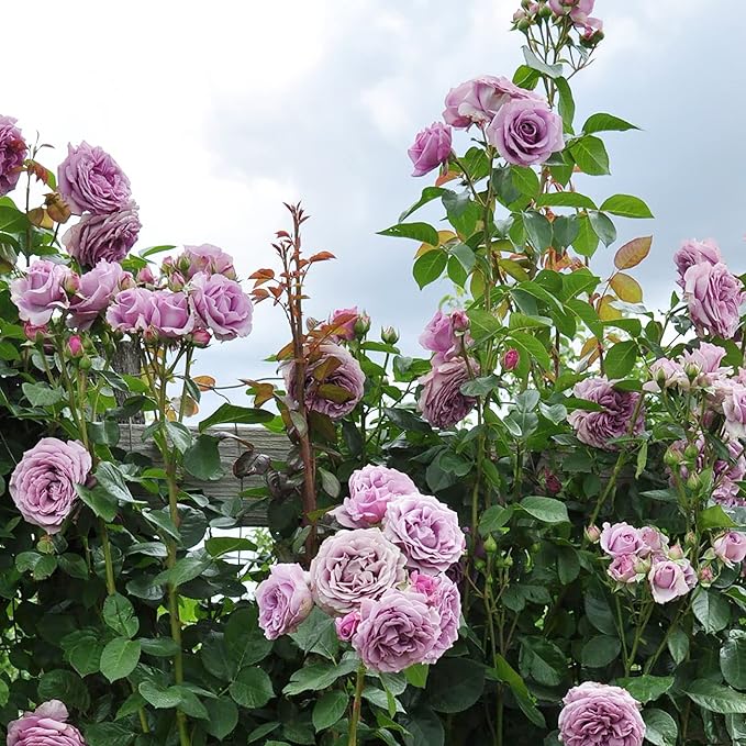 Purple Climbing Rose Seeds - Fragrant Blooms for Cutting, Floral Arrangements & Pollinator Attraction - Vertical Garden Accents for Trellises, Arbors & Fences - 5pcs