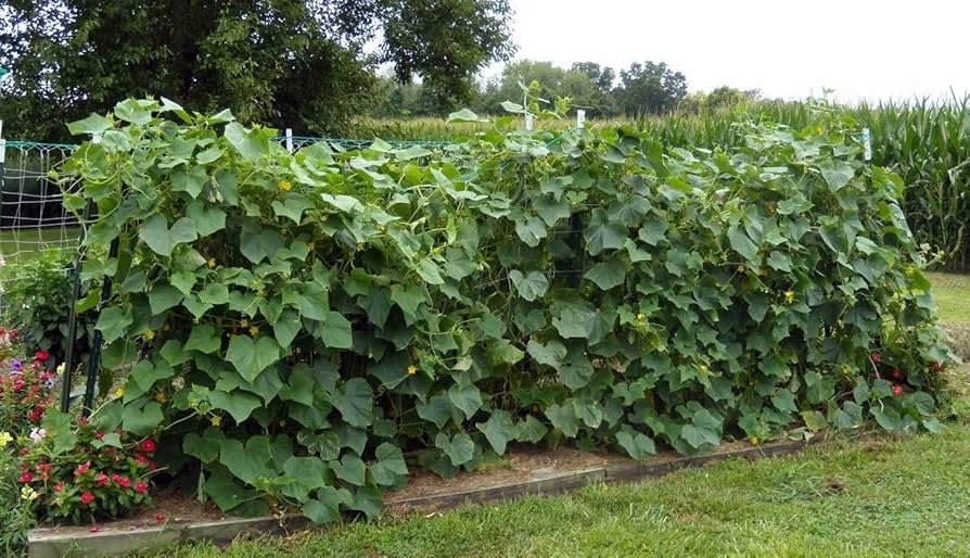 Long Crisp Pickling Cucumber Seeds for Planting - 100 pcs - Fruit Seeds