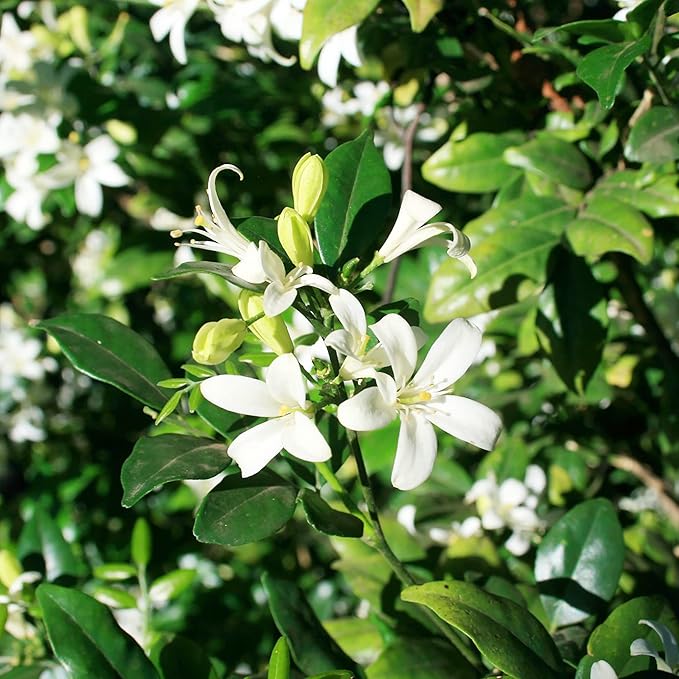 Murraya Paniculata Seeds - Orange Jessamine Evergreen Fragrant Shrub for Low Maintenance Hedges, Screens & Patio Containers - 30 Pcs