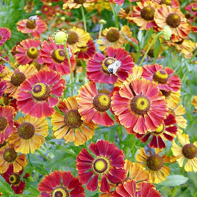 Sneezeweed Seeds - Helen's Flower (Helenium Autumnale), Ornamental, Attracts Butterflies & Pollinators