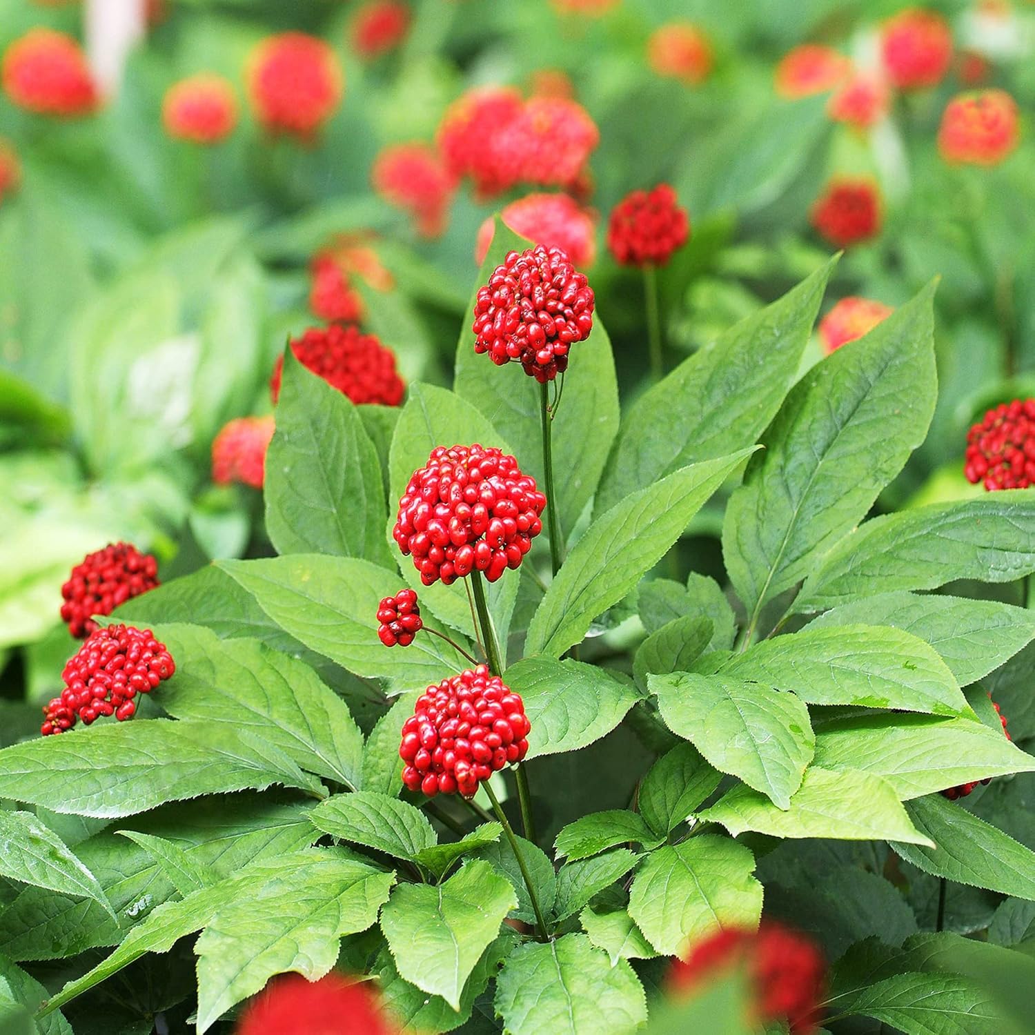 Graines de ginseng américain à planter, Panax Quinquefolius