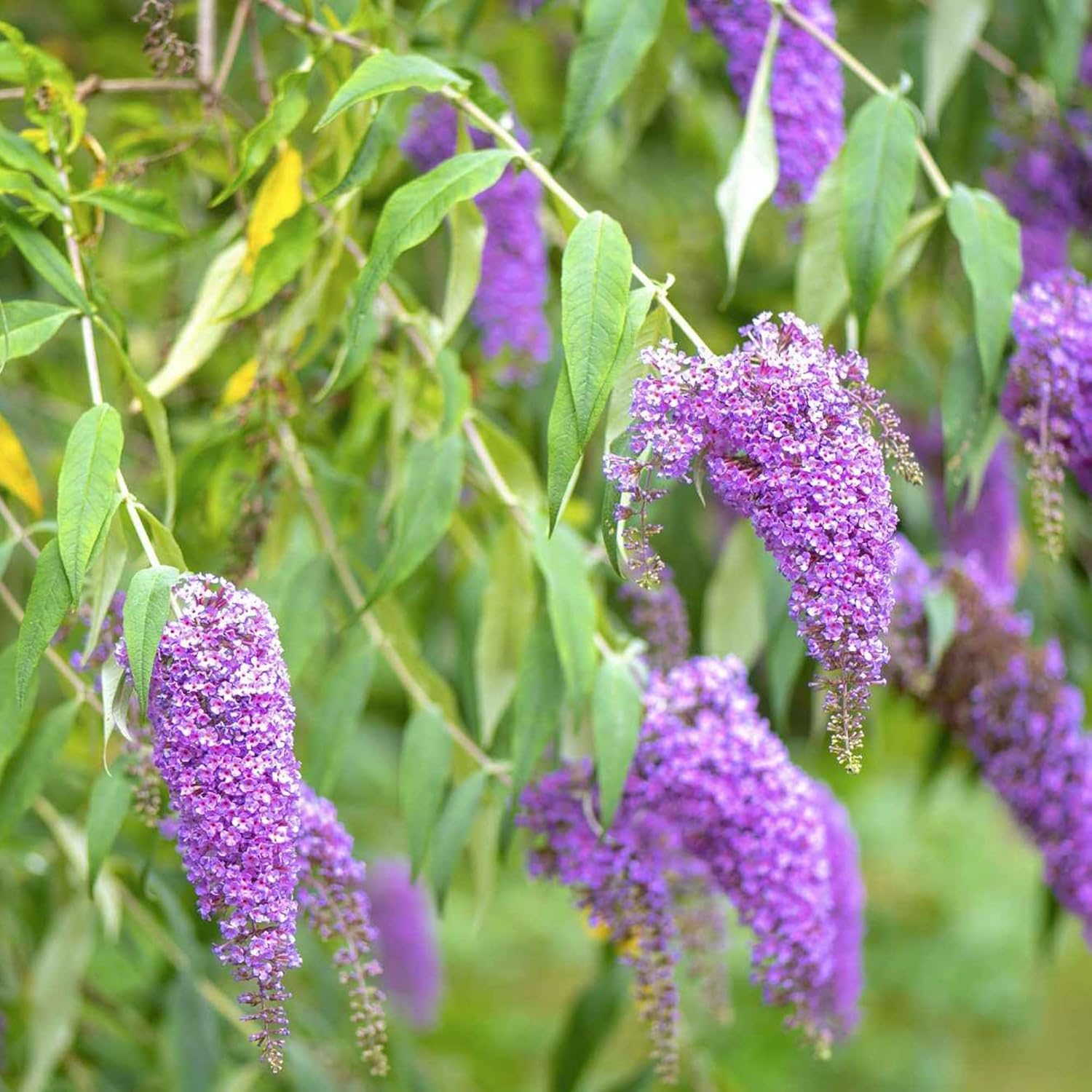 Purple Butterfly Bush Seeds Buddleia Davidii Fragrant Fast Growing Shrub Attracts Butterflies Low Maintenance Drought Tolerant Garden Bed Outdoor 50Pcs Flower Seeds