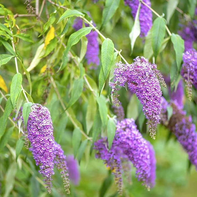 Purple Butterfly Bush Seeds - Buddleia Davidii, Fragrant & Fast-Growing, Attracts Butterflies, Drought Tolerant Deciduous Shrub for Garden Bed - 50 Pcs