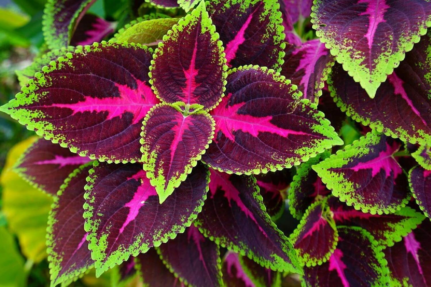 Black Dragon Coleus Seeds – Beautiful Ecstatic Flower Seeds for Bonsai & Garden