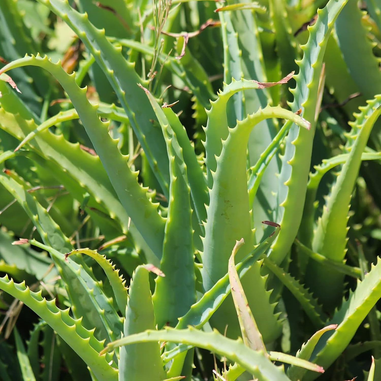 Aloe Vera Seeds - Perennial, Deer Resistant, Low Maintenance, Attracts Pollinators, Ground Covers & Decorative Containers - 100Pcs