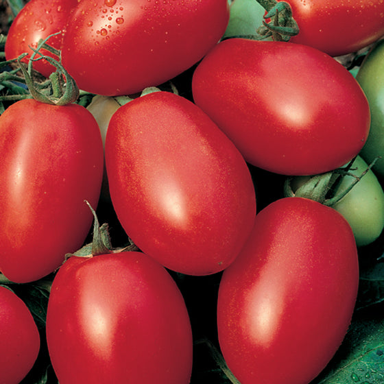 Viva Italia Tomato Seeds – High-Yield, Flavorful Paste Tomatoes