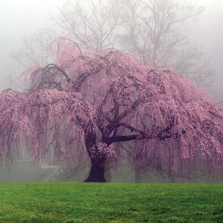 Pink Willow Weeping Tree Seeds for Planting