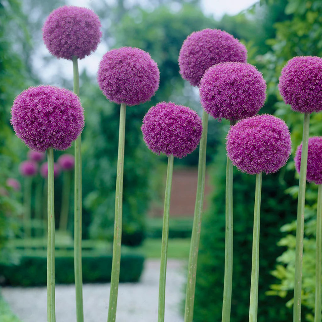 Giant Purple Allium Giganteum Seeds - Organic Ornamental Onion Perennial Flower - Non-GMO Beautiful Garden Plant Seeds - 50Pcs