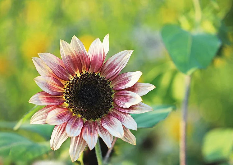 Strawberry Blonde Sunflower Seeds – Unique Rose-Tinted Blooms for Gardens