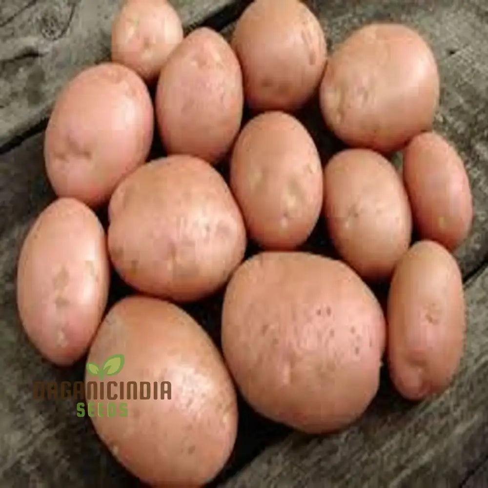 8Kg Blight Resistant Potatoes Seeds 2 Varieties For Robust Vegetable Gardening High-Yield Potato