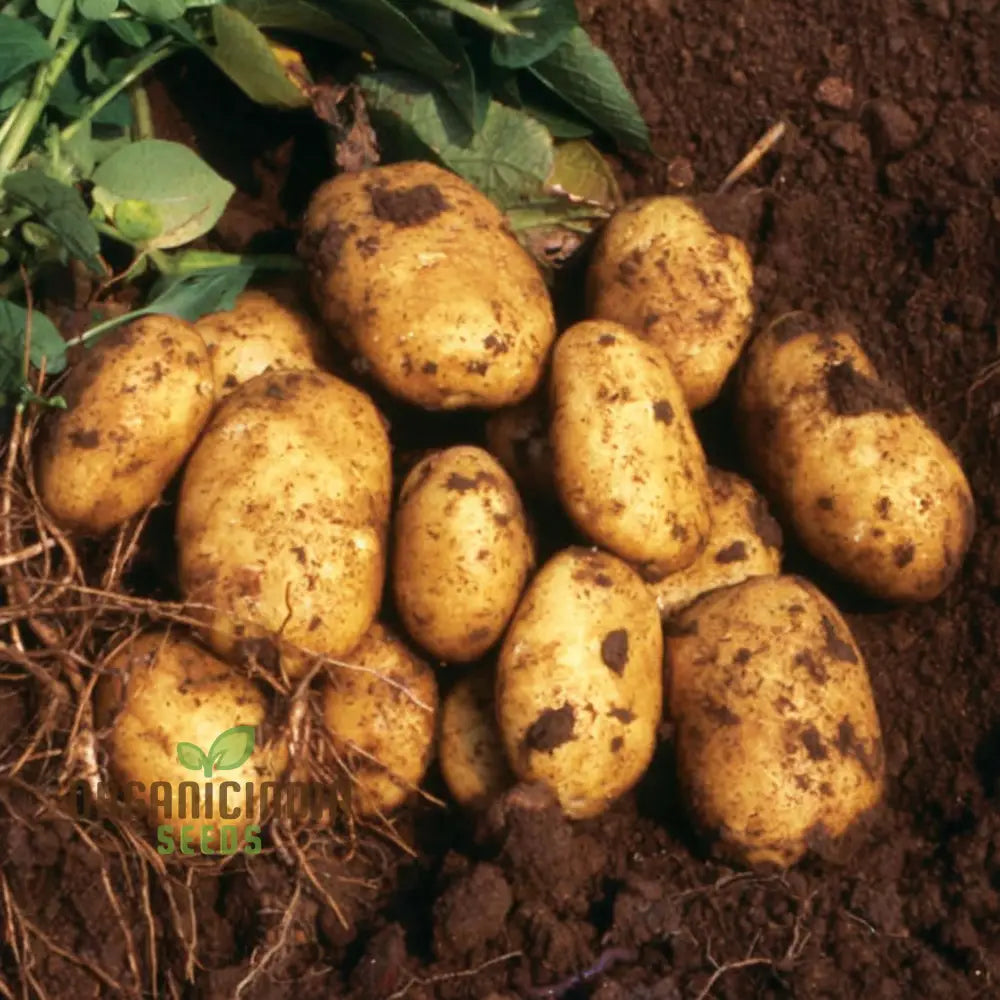 8Kg Blight Resistant Potatoes Seeds 2 Varieties For Robust Vegetable Gardening High-Yield Potato