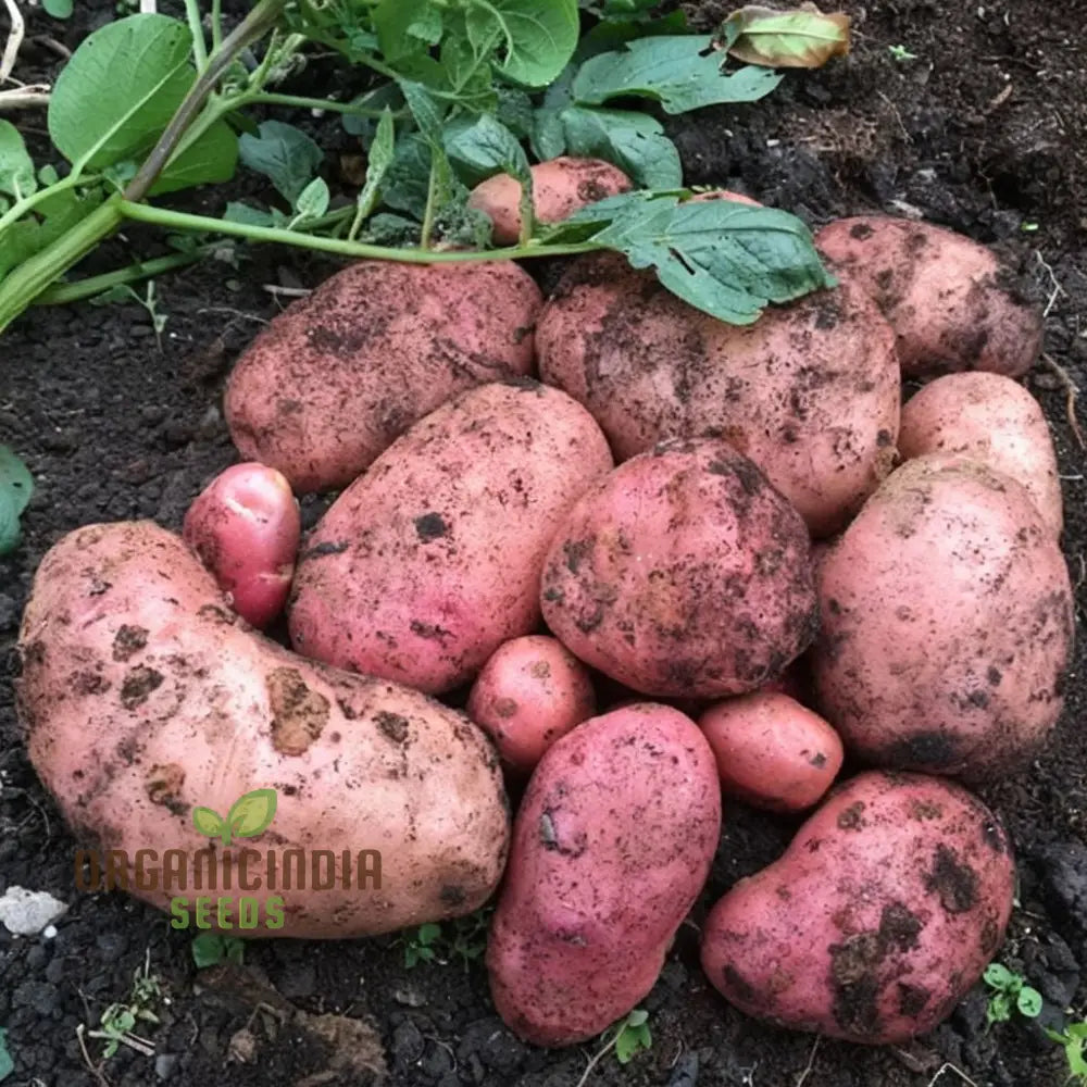 8Kg Blight Resistant Potatoes Seeds 2 Varieties For Robust Vegetable Gardening High-Yield Potato