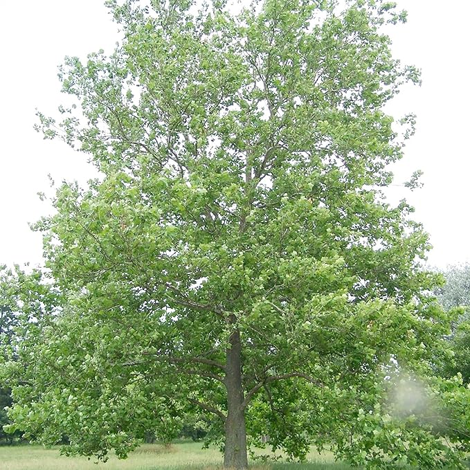 Sycamore Tree Seeds for Planting, Fast Growing and Hardy