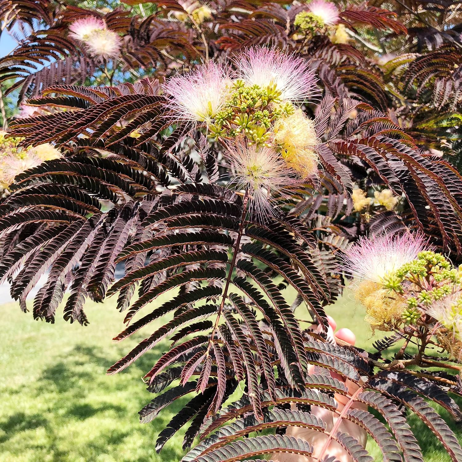 Chocolate Mimosa Seeds - Unique Foliage, Fragrant Flowers, Heat & Drought-Tolerant, Low-Maintenance Ornamental Value for Gardens - 50Pcs