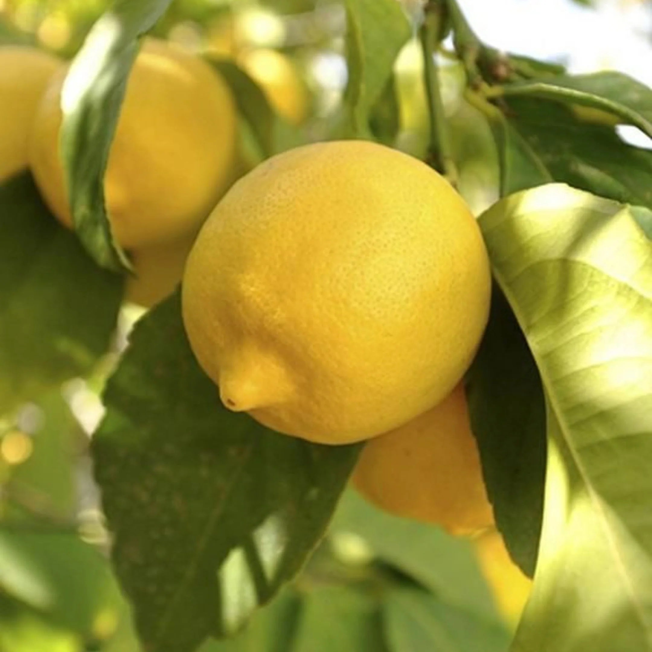 Eureka Lemon Seeds for Planting – Grow Fresh Citrus at Home