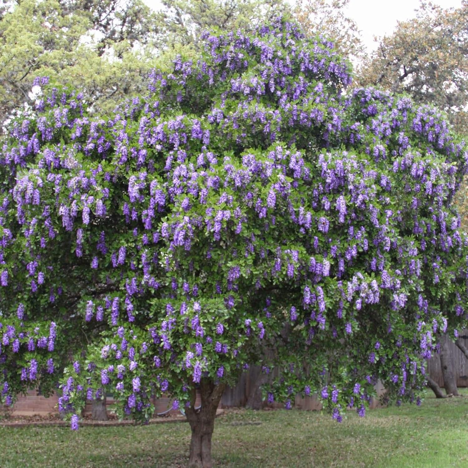 Texas Mountain Laurel Seeds for Planting | Sophora Secundiflora | Evergreen Tree with Fragrant Purple Flowers