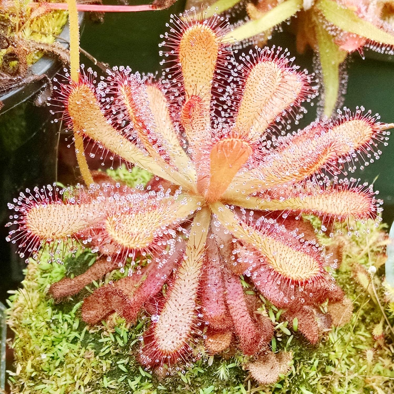 Sundew Seeds Drosera Carnivorous Plants, Unique Insect-Capturing Method, Ornamental Indoor & Outdoor Plants - 30Pcs