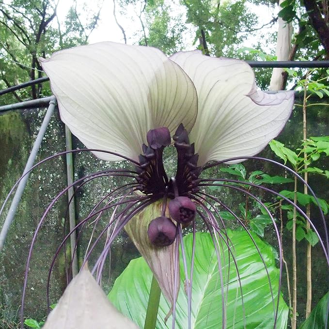 Graines de fleur de chauve-souris blanche Tacca Integrifolia, plante ornementale tropicale d'intérieur, sans OGM, 5 pièces