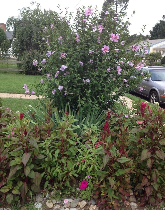 Hibiskus-Strauchrose (Hibiscus syriacus) Samen – winterhart, mehrjährig – 50 Stück