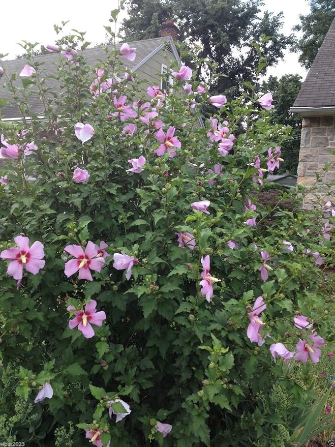 Hibiskus-Strauchrose (Hibiscus syriacus) Samen – winterhart, mehrjährig – 50 Stück