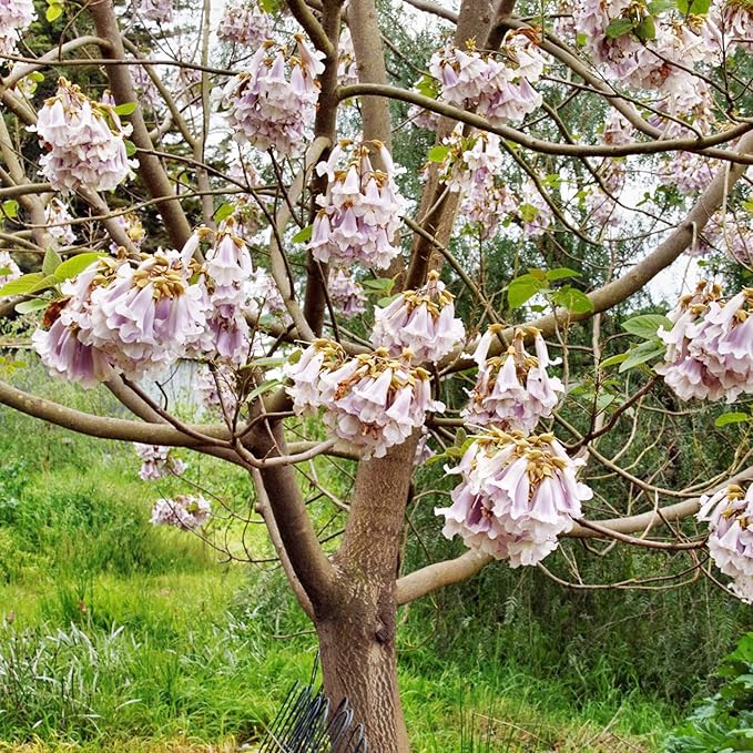 Paulownia Fortunei Seeds - Empress Tree, Royal Paulownia, Fast-Growing Deciduous Tree, Fragrant & Pollinator-Friendly for Ornamental Garden