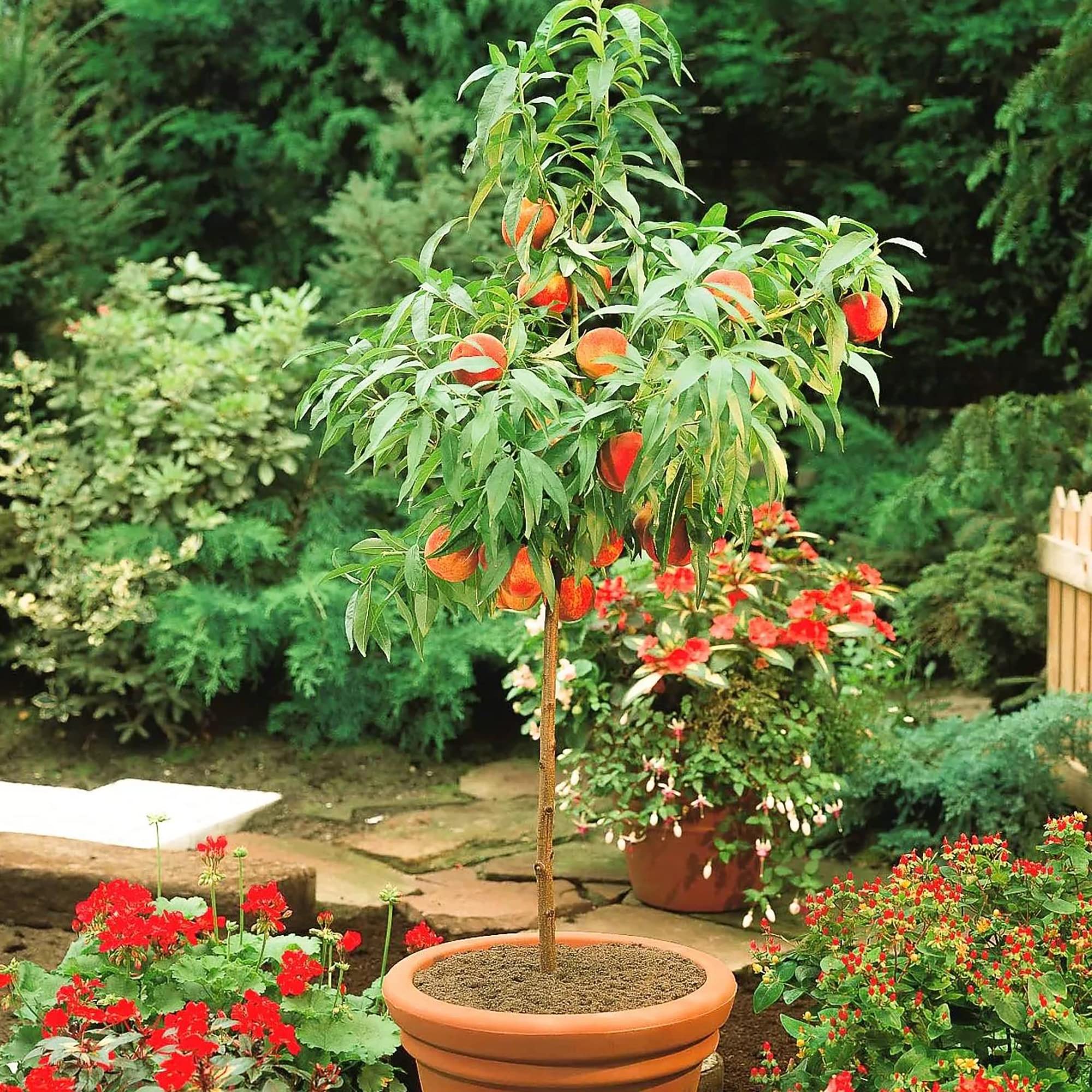 Dwarf Peach Fruit Tree Seeds for Indoor/Outdoor Planting – 10