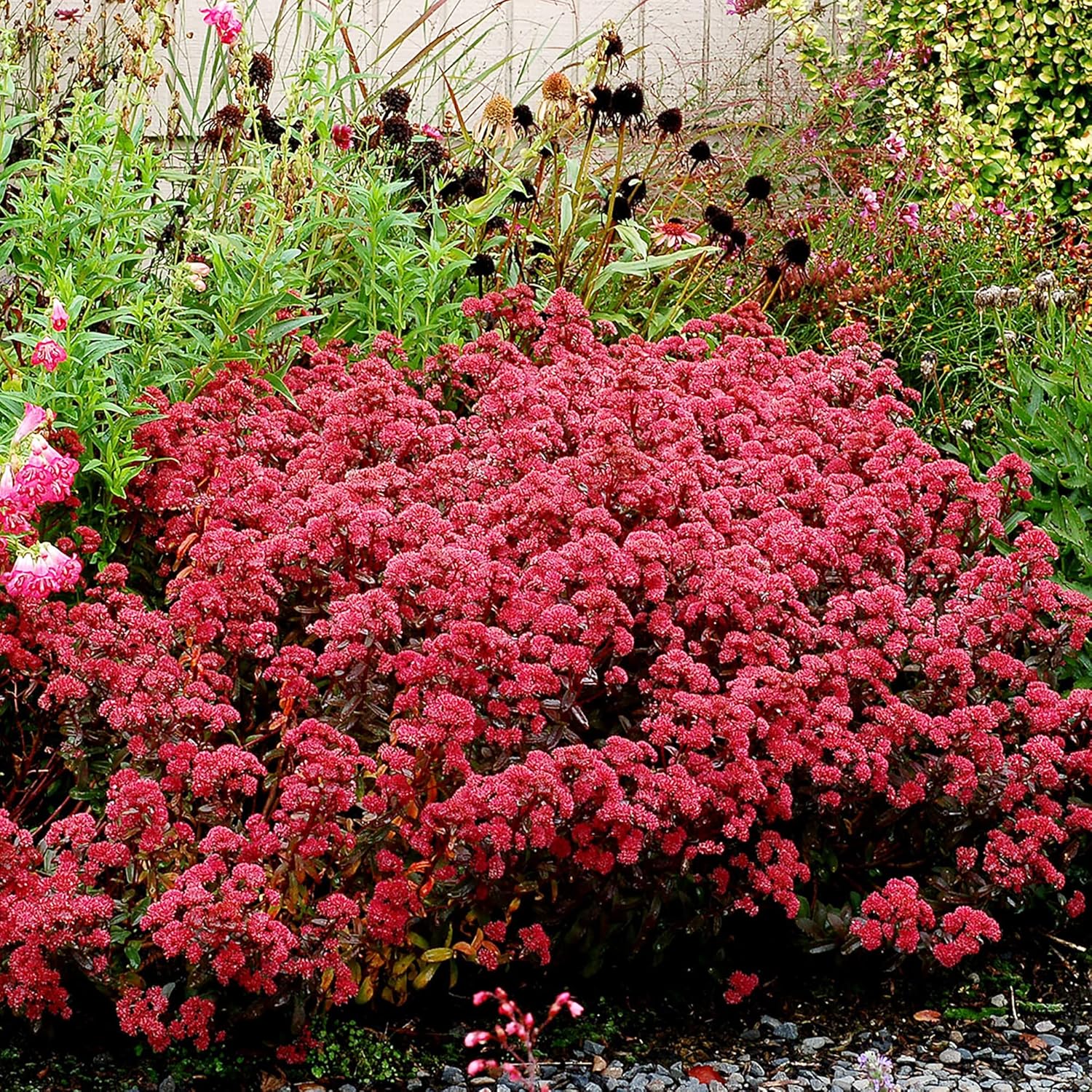 Sedum Seeds Showy Stonecrop Perennial Border Stonecrop Deer & Rabbit Resistant Drought Tolerant Attracts Pollinators 50Pcs