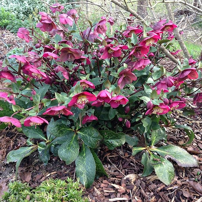 Lenten Rose Seeds Helleborus Orientalis Perennial Flowering Plant – Early-Blooming, Winter-Tolerant for Woodland Gardens & Shade Borders, 150 Pieces