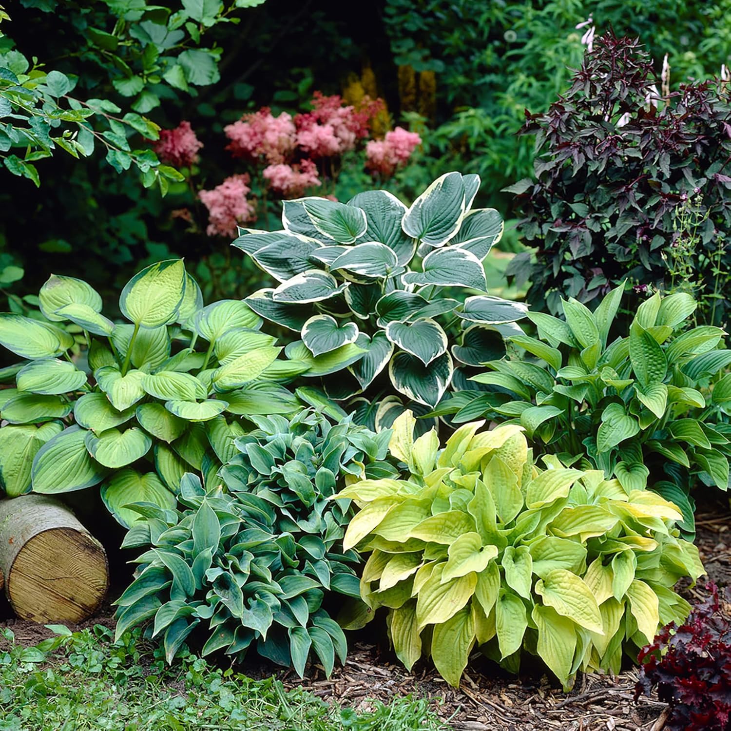 Mixed Color Hosta Seeds – Non-GMO, Easy-Care Perennial for Potted & Garden Plants