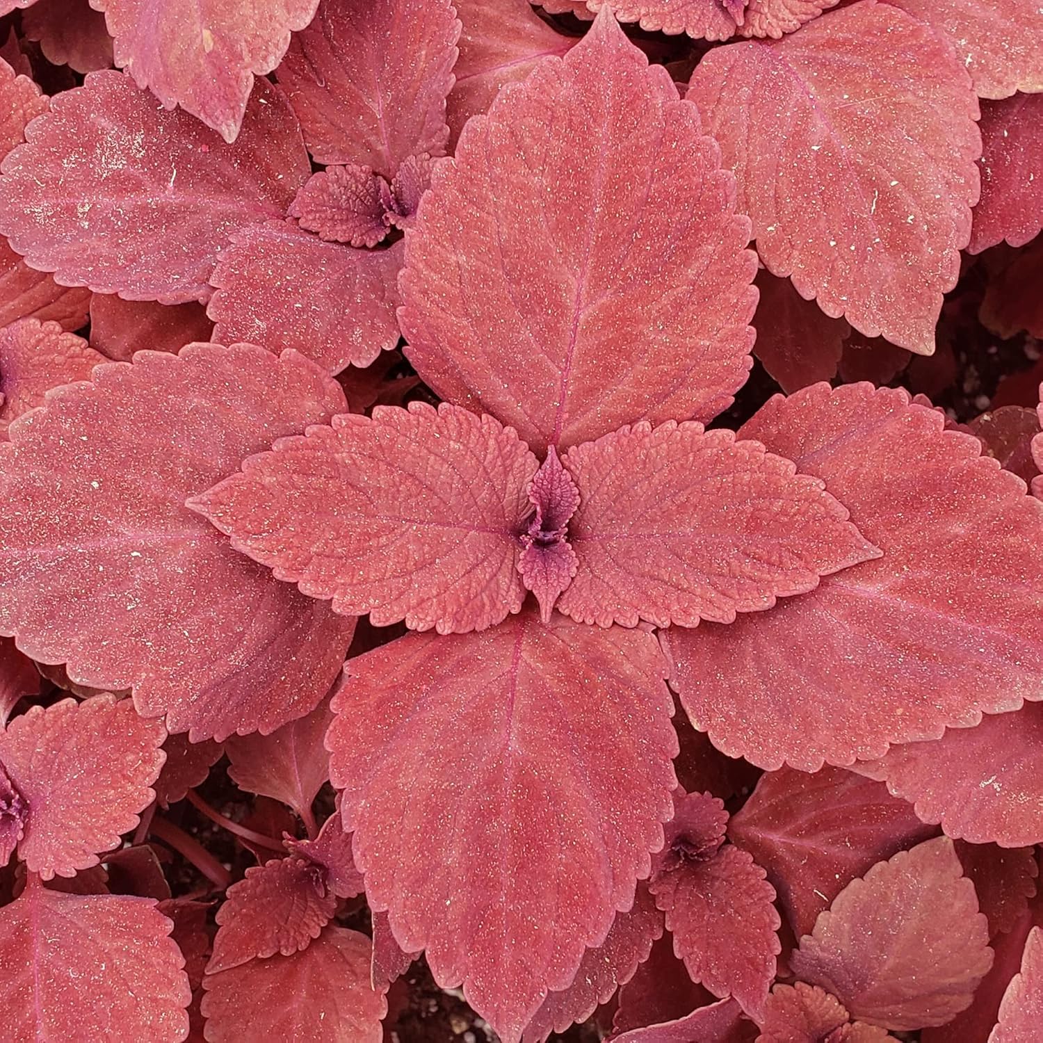 Graines de Coleus Redhead | Herbe à feuilles persistantes nécessitant peu d'entretien | Feuillage rouge éclatant pour plates-bandes, bordures et conteneurs | 100 graines de jardin d'extérieur