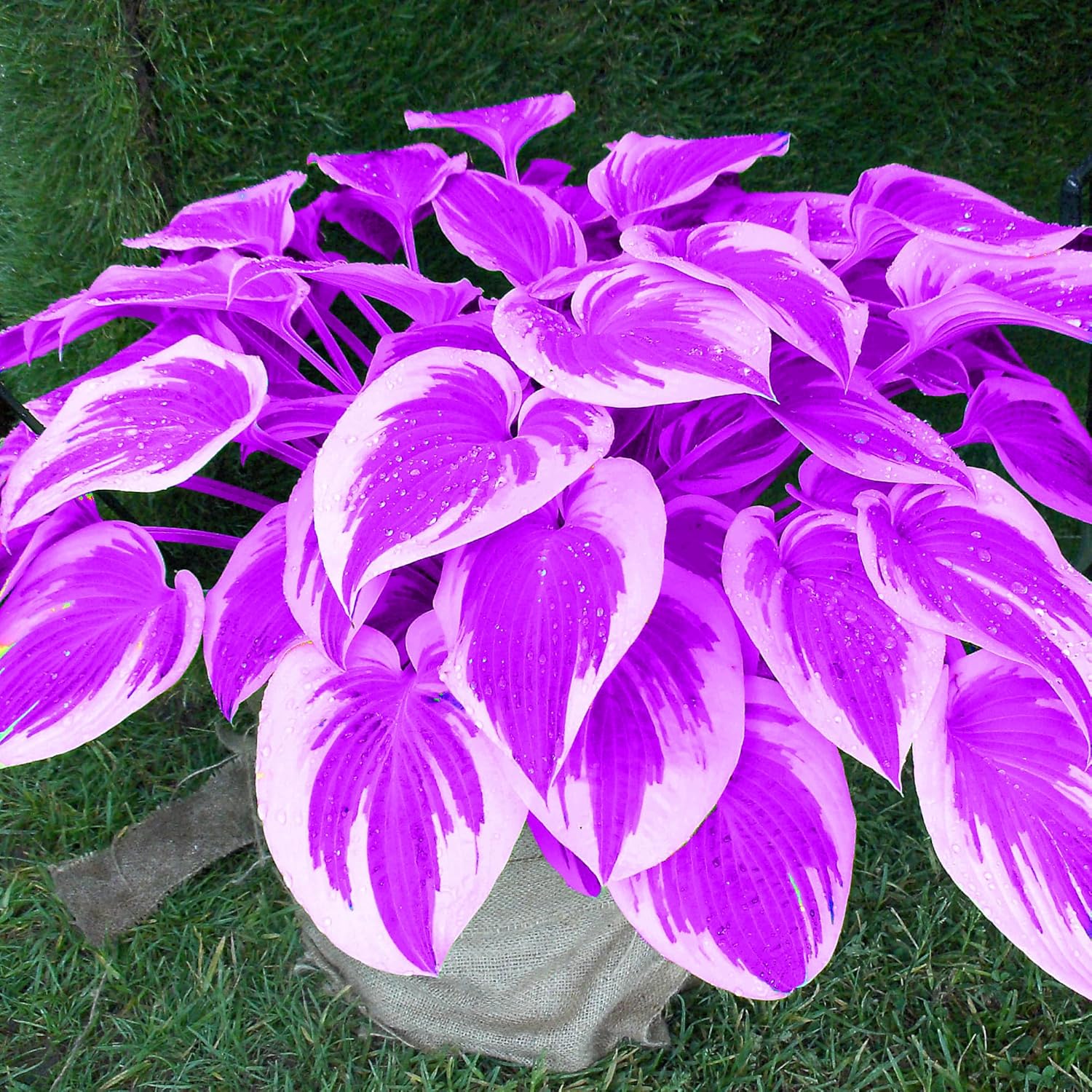 Purple Hosta Seeds - Perennial Hosta Plants for Outdoor Gardens - Low Maintenance & Easy to Grow