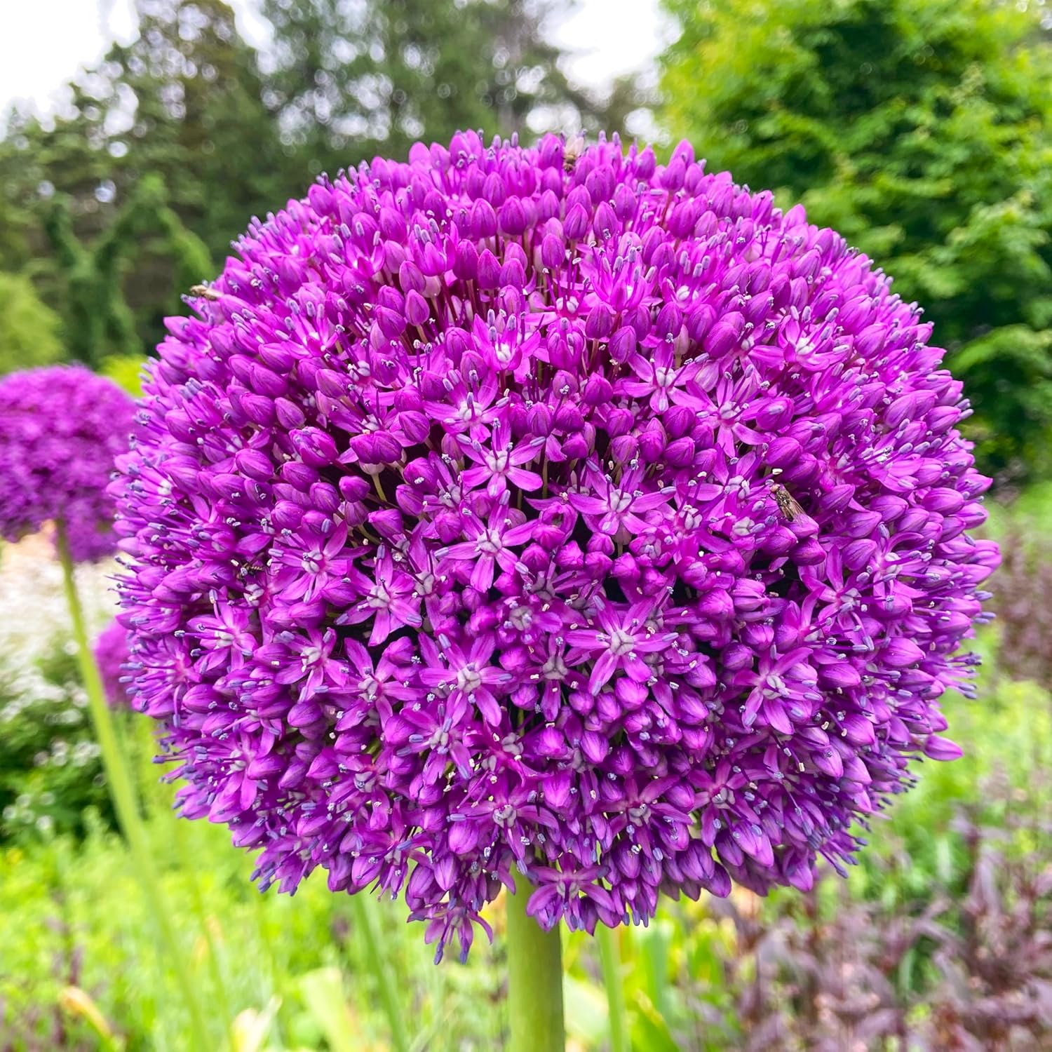 Riesige violette Allium Giganteum Samen - Bio-Zierlauch, mehrjährige Blume, gentechnikfrei für den Garten - 10 Stück