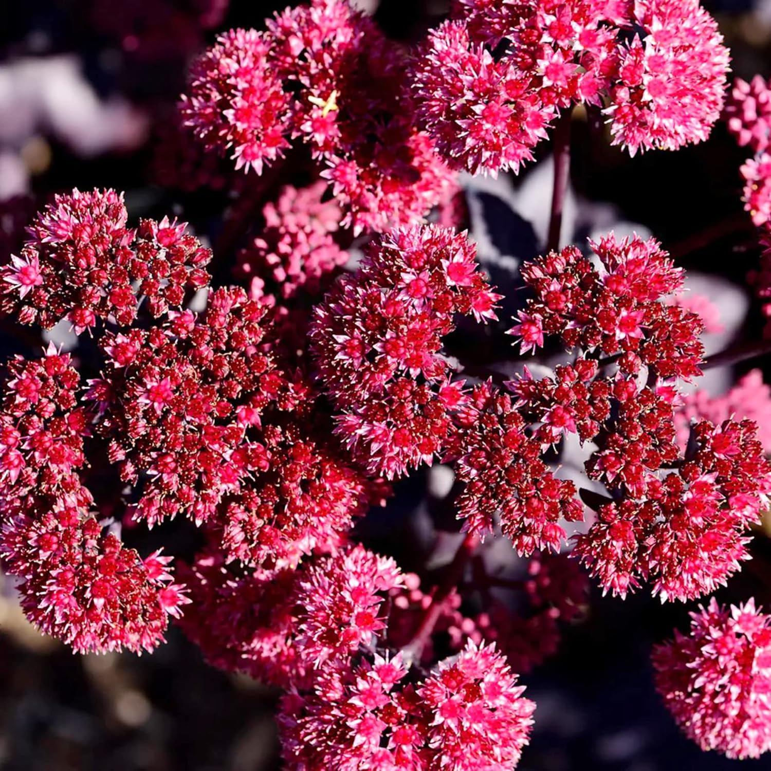 Sedum Seeds Showy Stonecrop Perennial Border Stonecrop Deer & Rabbit Resistant Drought Tolerant Attracts Pollinators 50Pcs