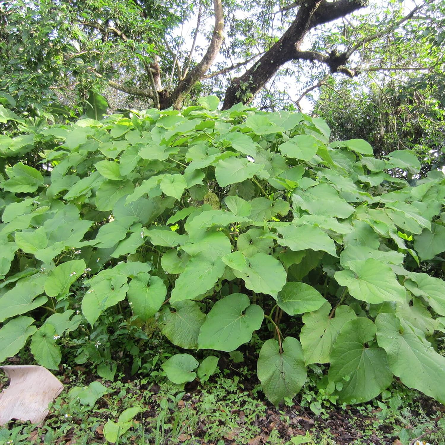 Piper Auritum Seeds Mexican Pepperleaf, Root Beer Plant - Tropical Climbing Perennial for Borders, Beds, Patio & Containers - 20 Pcs