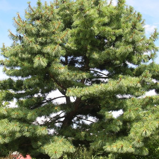 Eastern White Pine Seeds - Pinus Strobus, Fast Growing Evergreen Windbreak & Shade Tree, Ideal for Outdoor Decoration - 20 Pcs