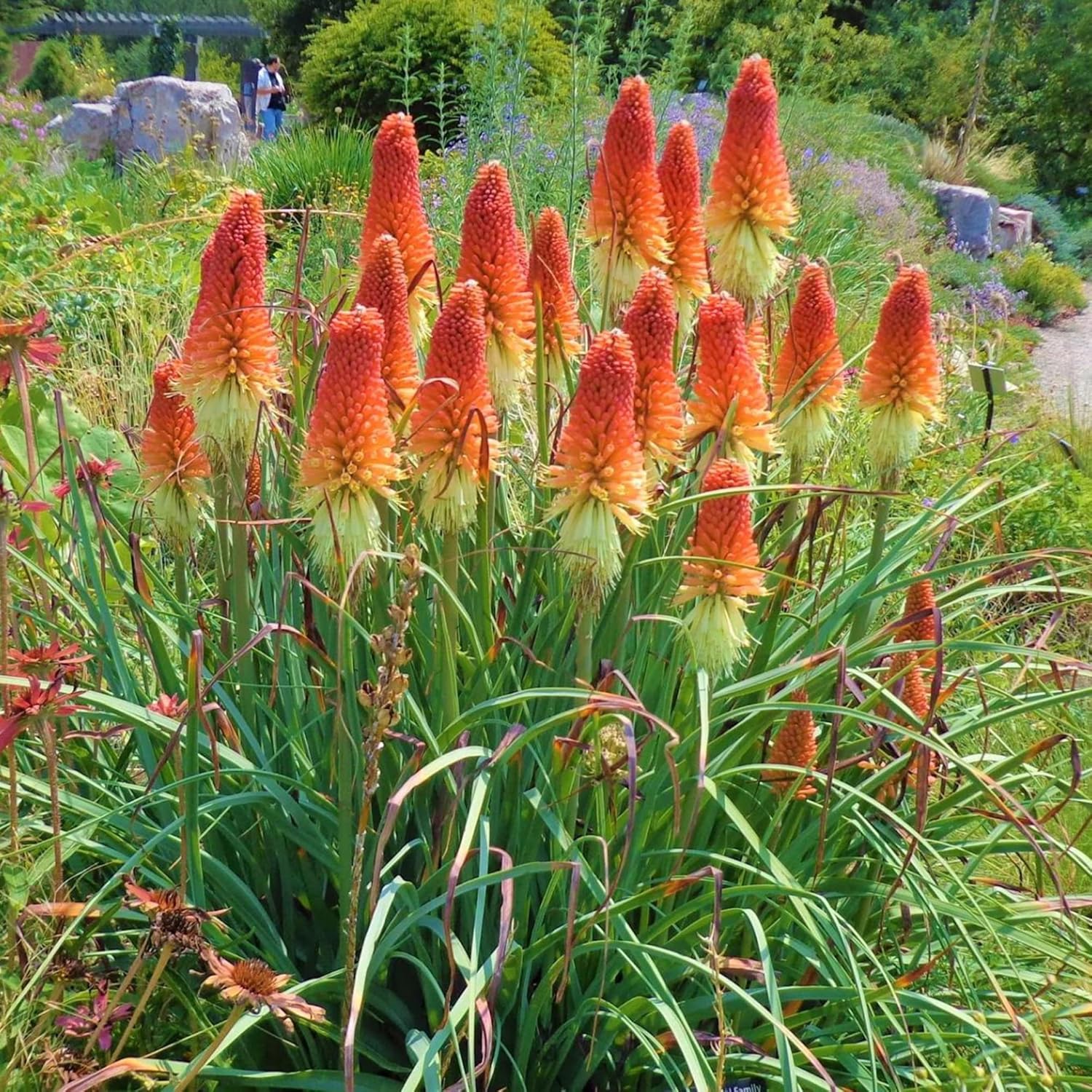 Red Hot Poker Seeds Torch Lily, Kniphofia Perennial Attracts Hummingbirds & Butterflies Patio Container Bed Outdoor 30Pcs Flower Seeds