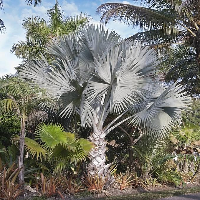 Bismarck Palm Seeds - Bismarckia Nobilis, Low Maintenance & Drought Tolerant, 20 Pcs Tree Seeds