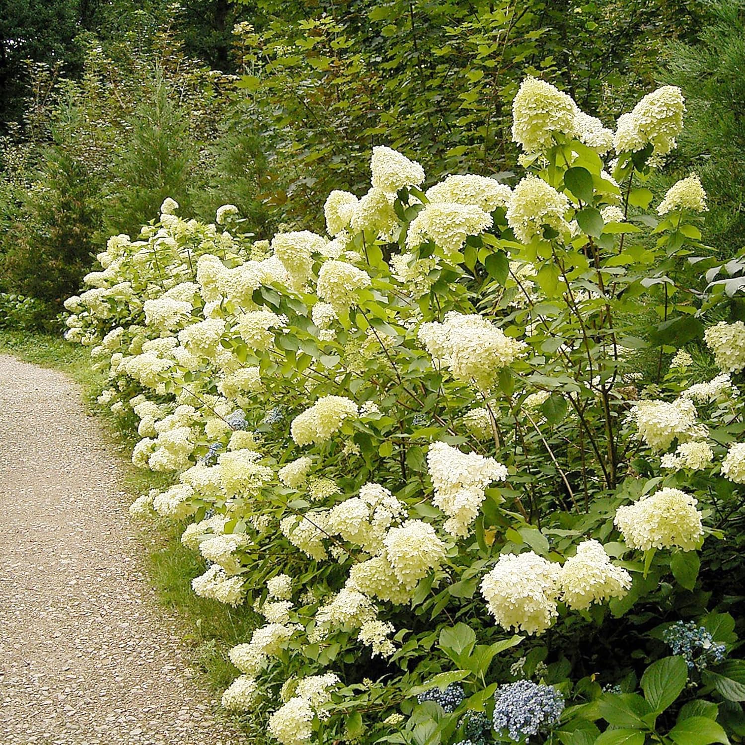 Hydrangea Paniculata Seeds - Peegee Hydrangea, Fast Growing, Attracts Pollinators, Perfect for Beds, Borders, Patio, Outdoor - 50Pcs Flowering Shrub Seeds